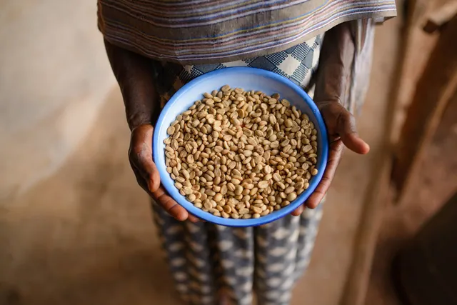 A coffee professional holding a bowl of green coffee beans